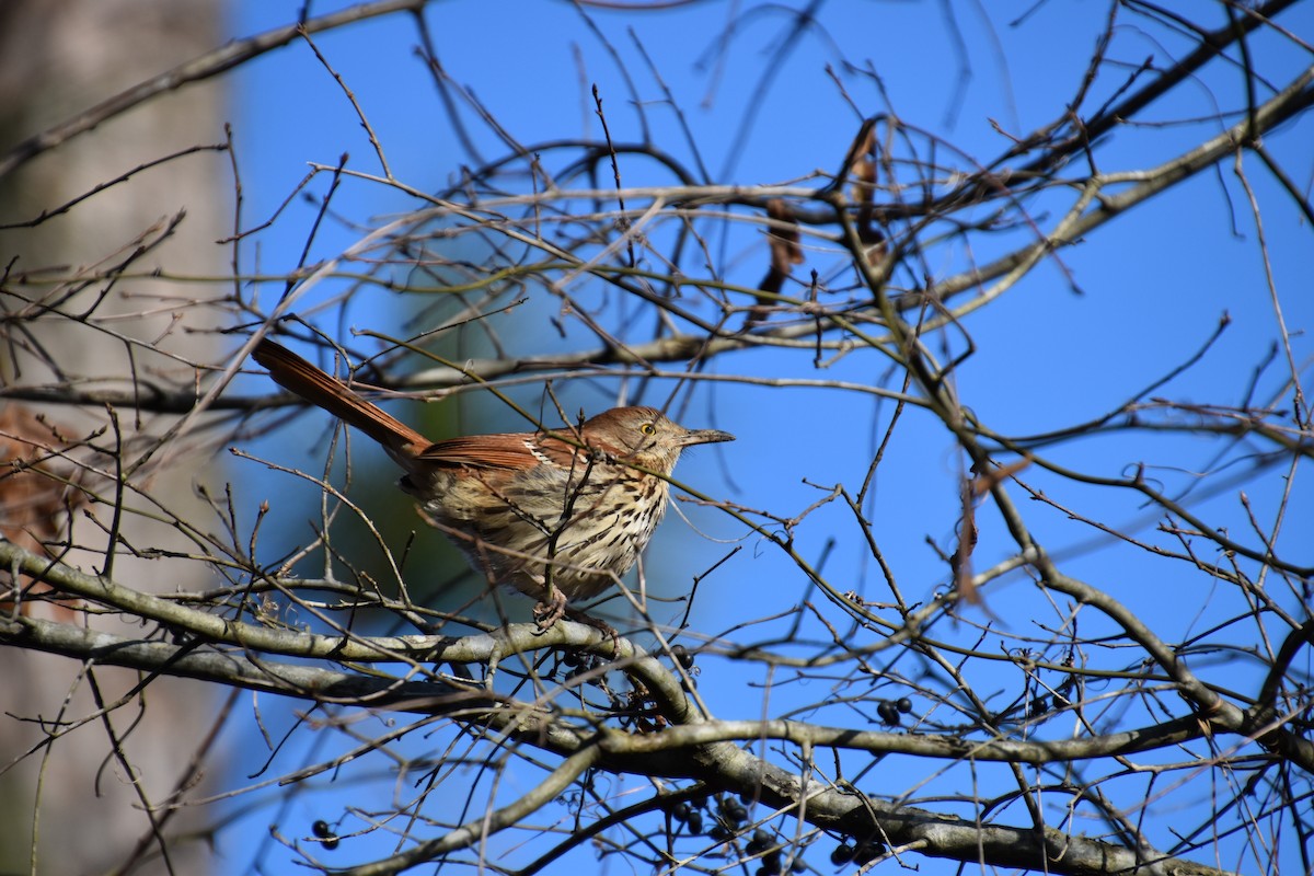 Brown Thrasher - ML302756821