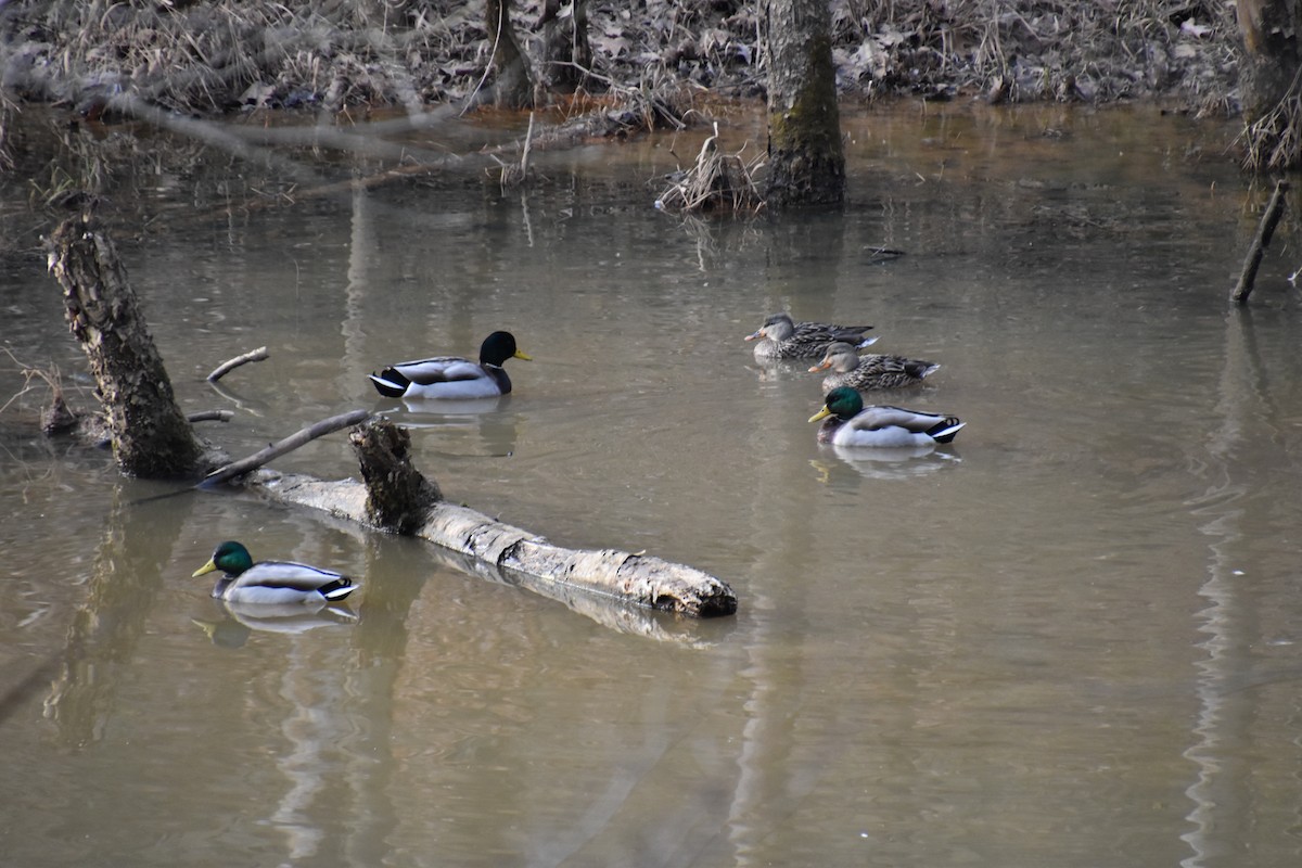 Canard colvert - ML302757001