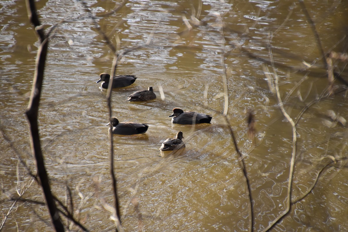 Gadwall - ML302757101