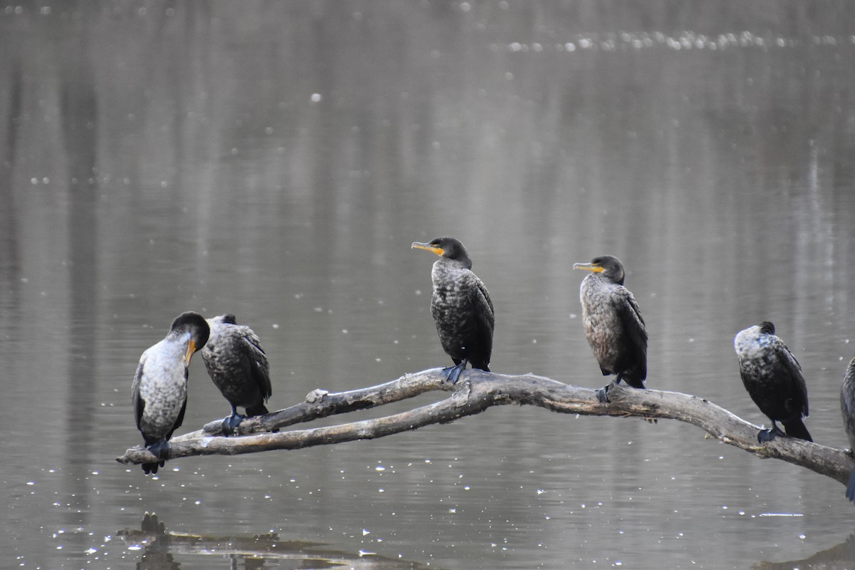 Double-crested Cormorant - ML302757411