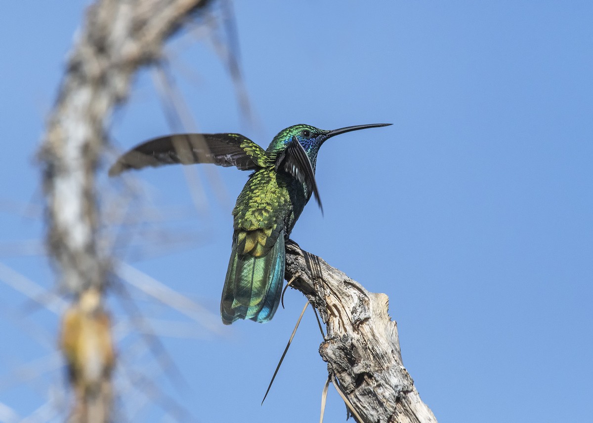 Sparkling Violetear - ML302758551