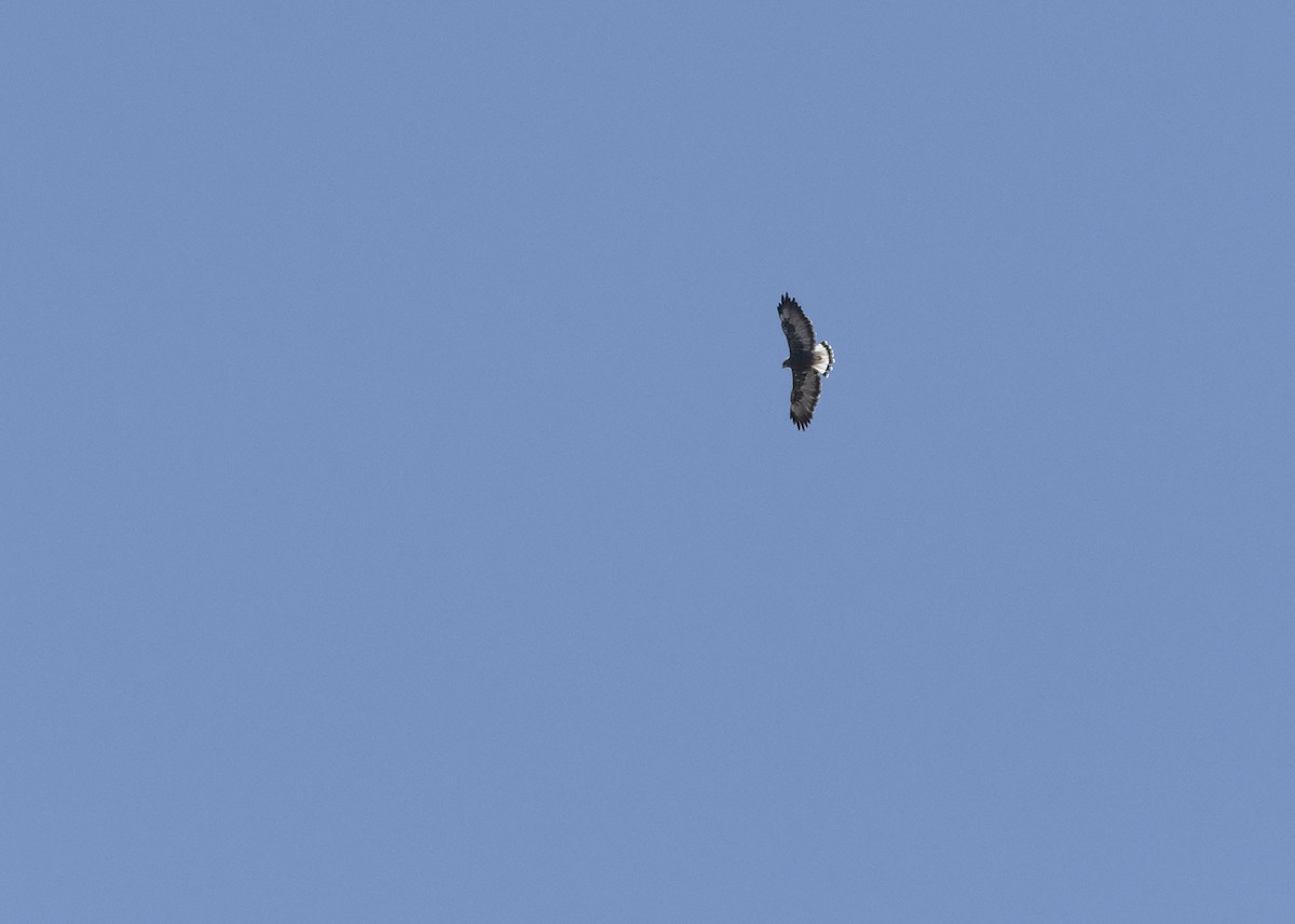 Variable Hawk - ML302758611