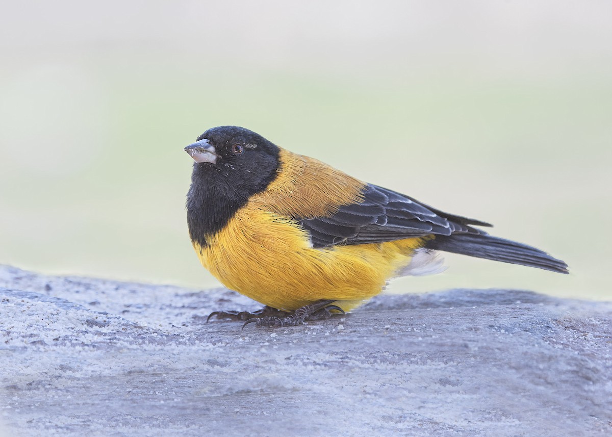 Black-hooded Sierra Finch - ML302758741