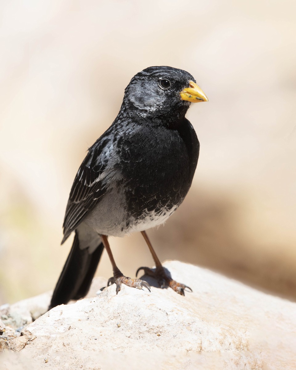 Mourning Sierra Finch - ML302759531