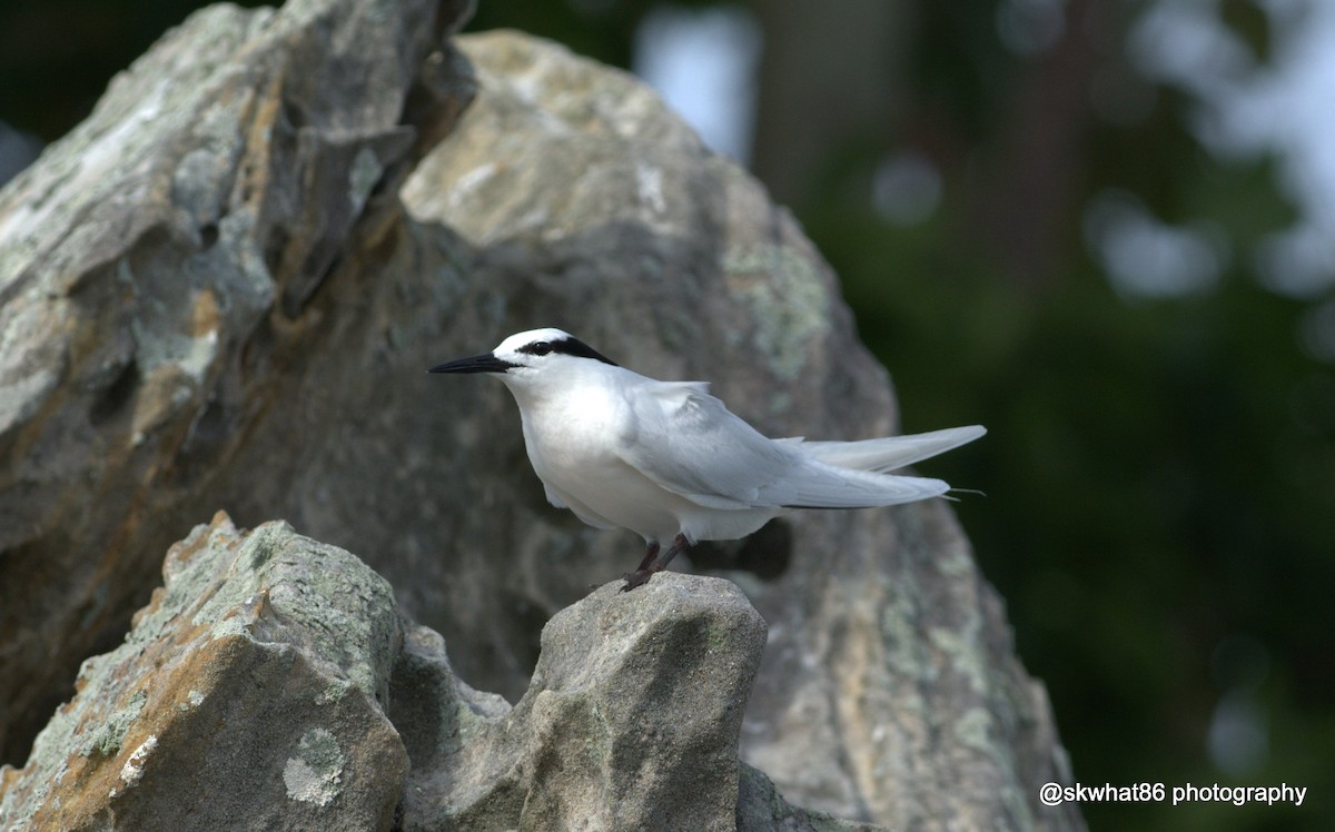 Black-naped Tern - ML30275971