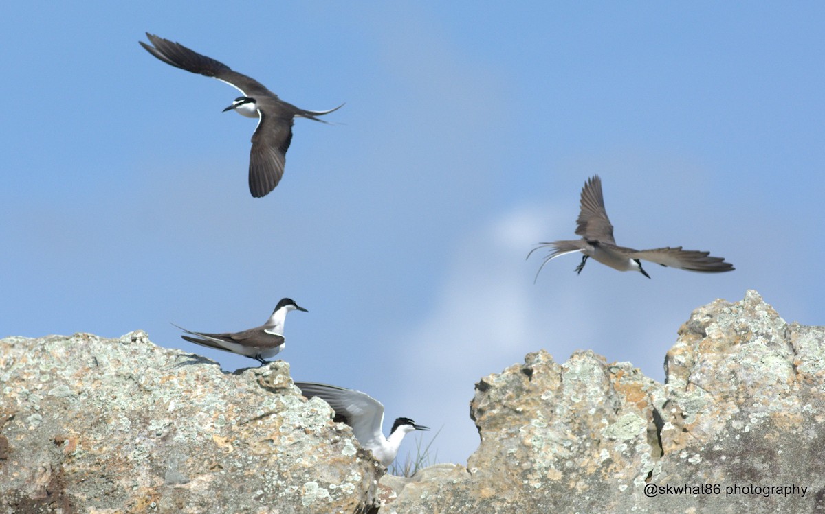 Bridled Tern - ML30275981