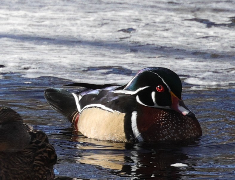 Wood Duck - ML302761321