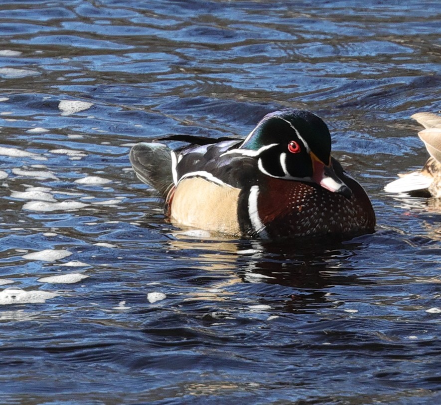 Wood Duck - ML302761421