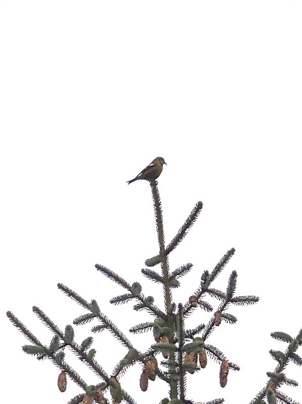 White-winged Crossbill - ML302763071