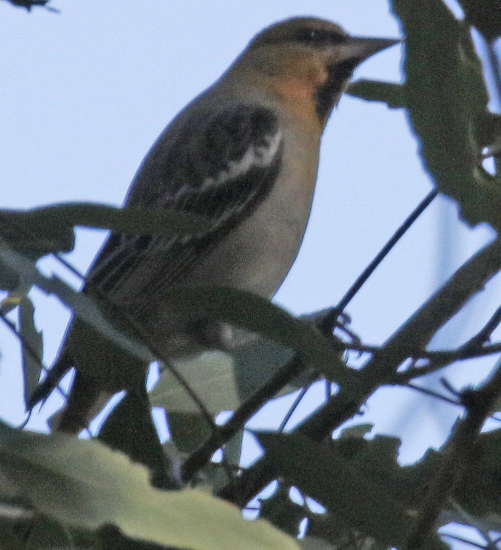 Oriole de Bullock - ML302764261