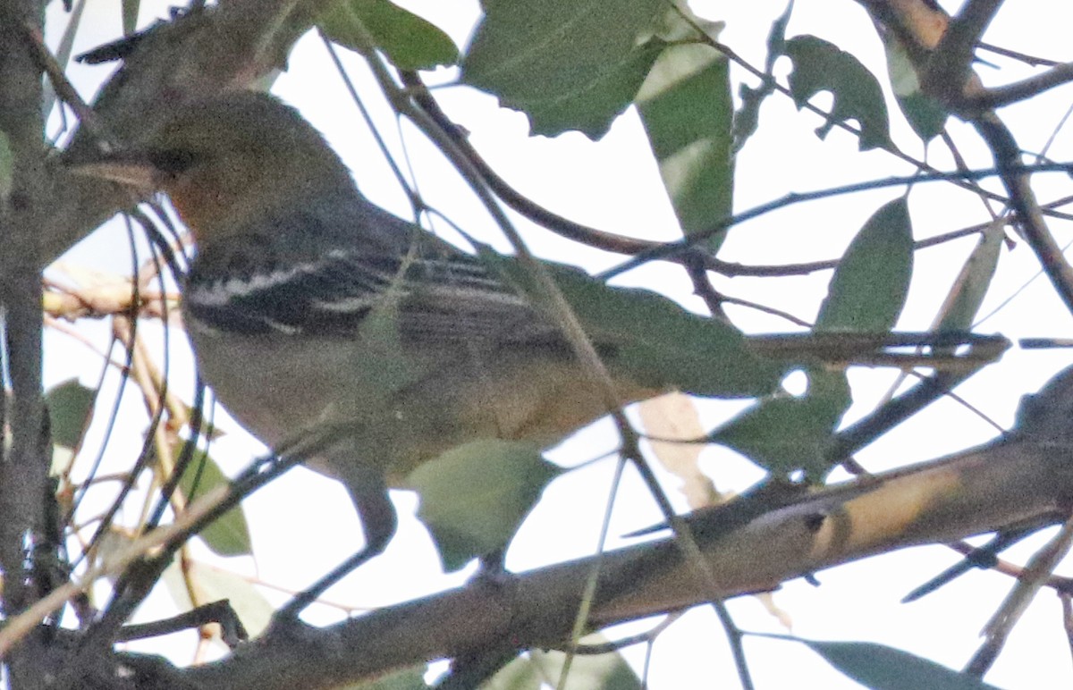 Bullock's Oriole - George Nothhelfer