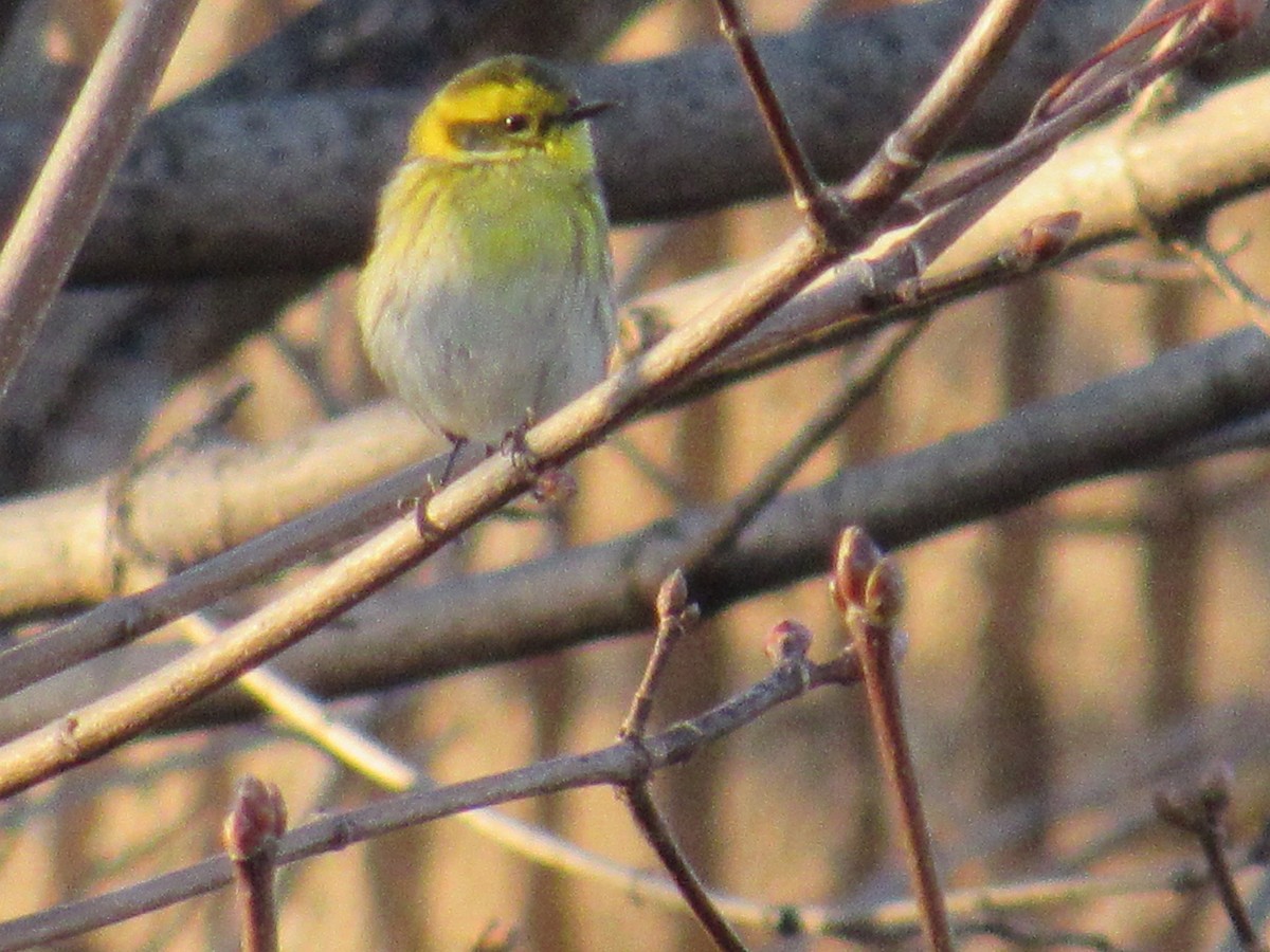 Townsend's Warbler - ML302765891