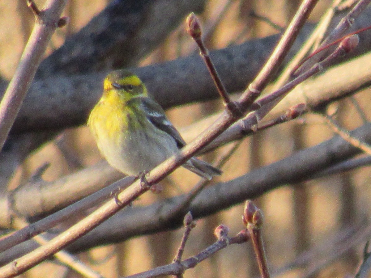 Townsend's Warbler - ML302765901