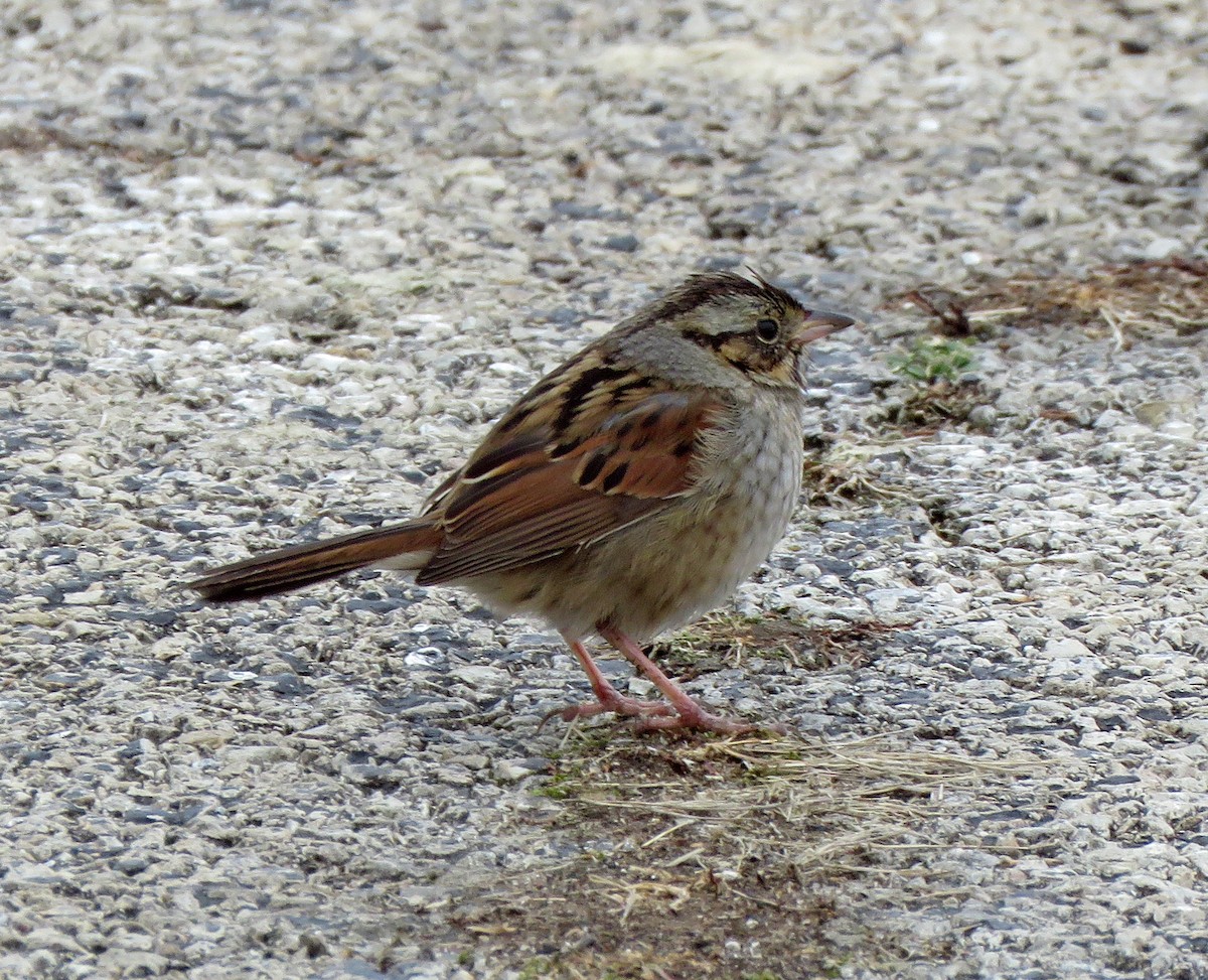 Swamp Sparrow - ML302767591