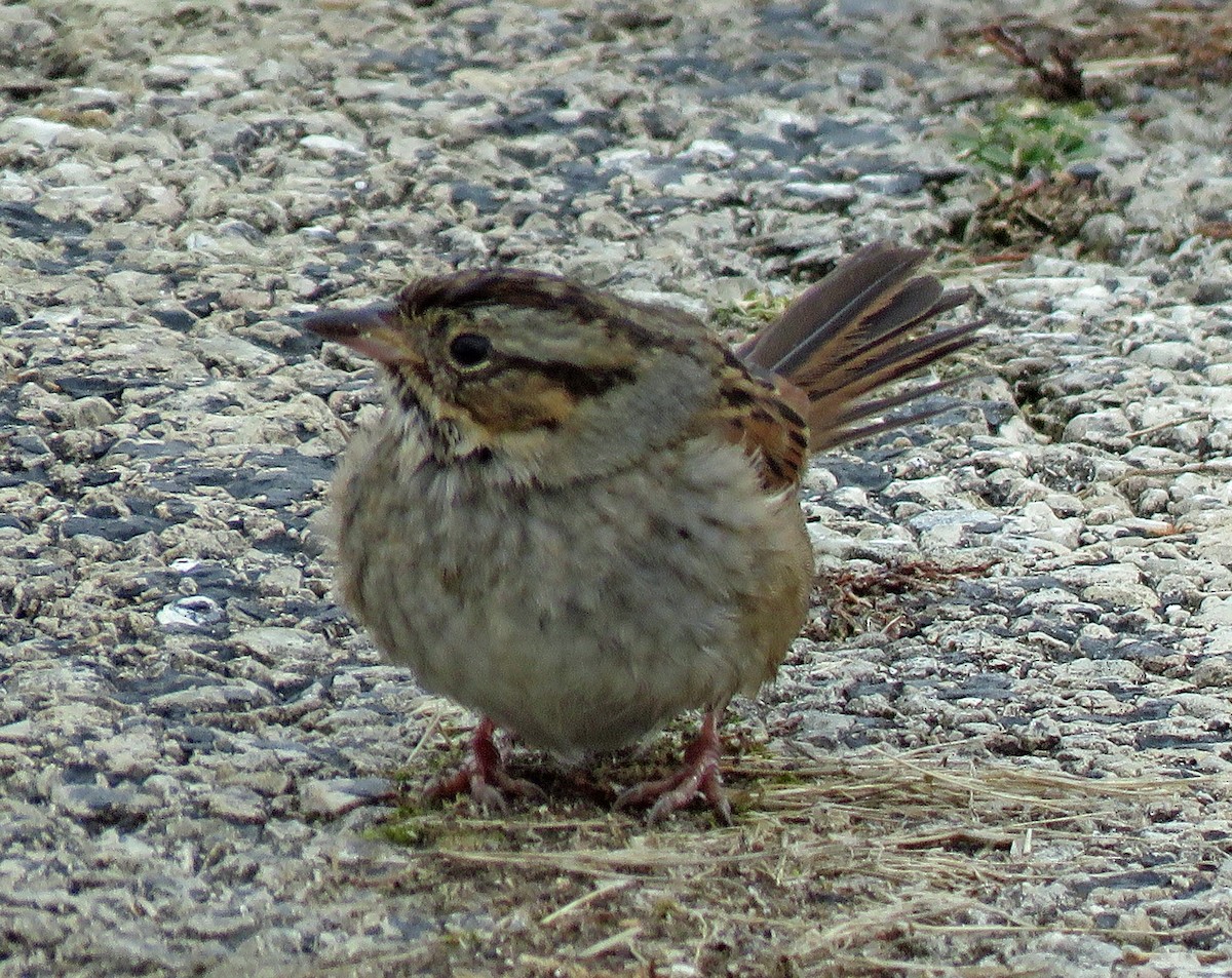 Swamp Sparrow - ML302767651