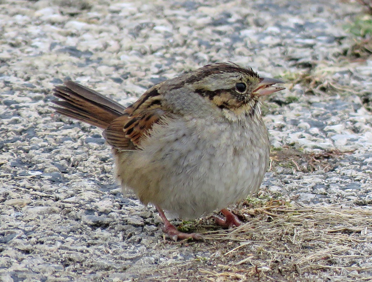 Swamp Sparrow - ML302767661
