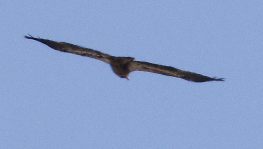 Bald Eagle - ML302769011