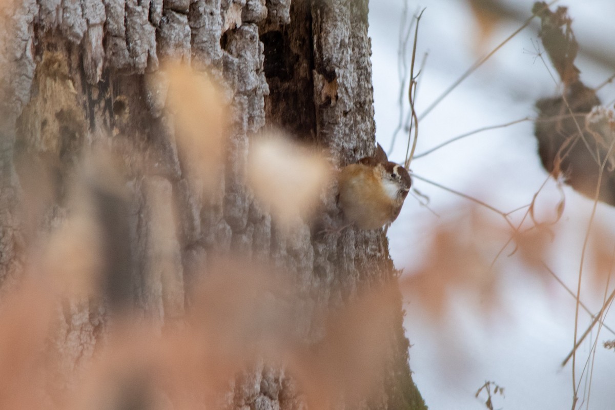 Carolina Wren - ML302770411