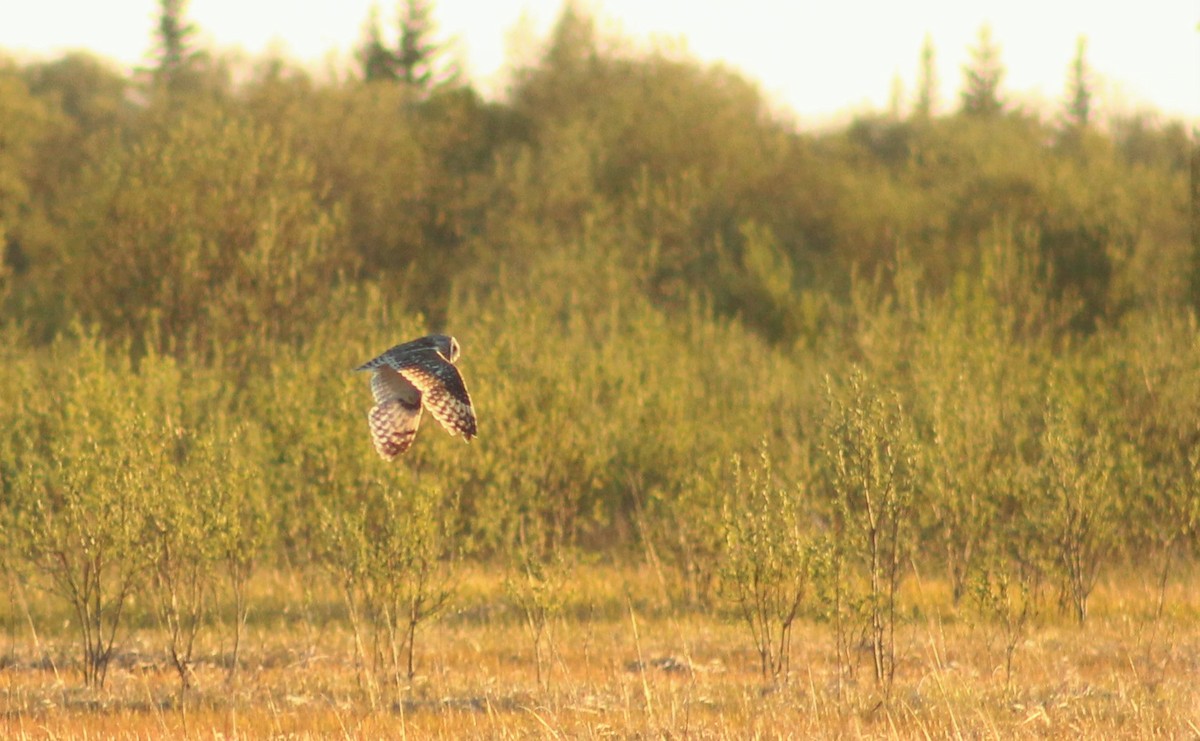 Short-eared Owl - Alexandre Anctil