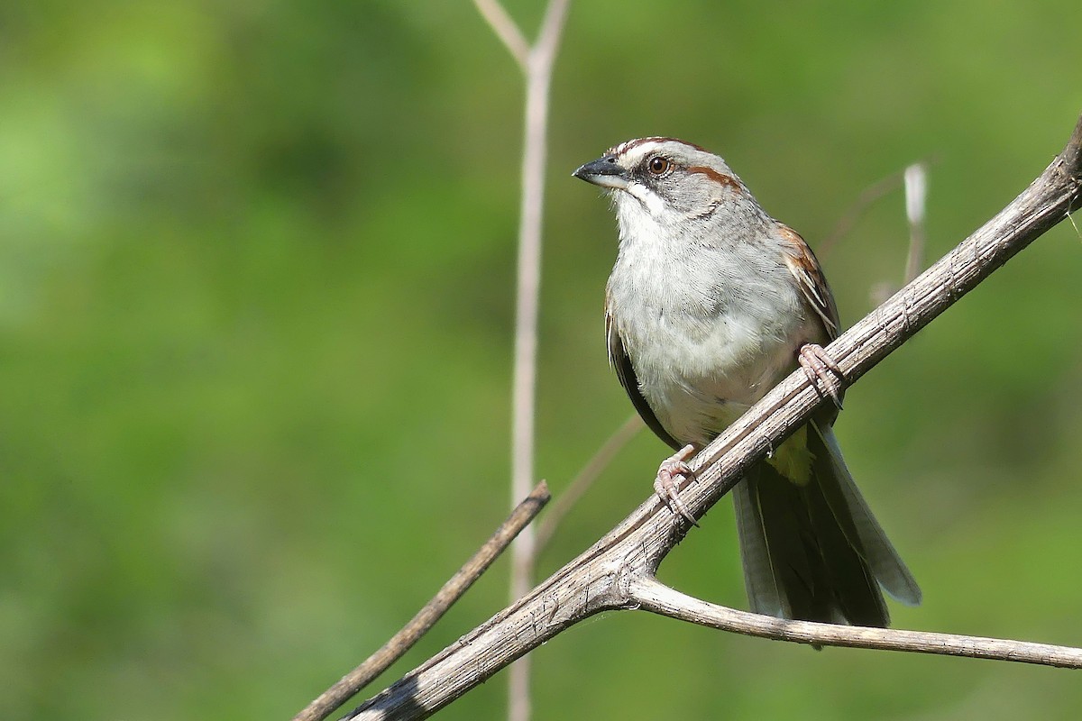 Yungas Sparrow - Jorge  Quiroga