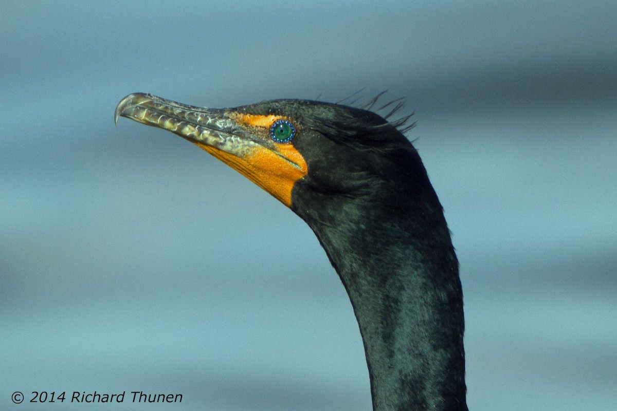 Double-crested Cormorant - ML302773071