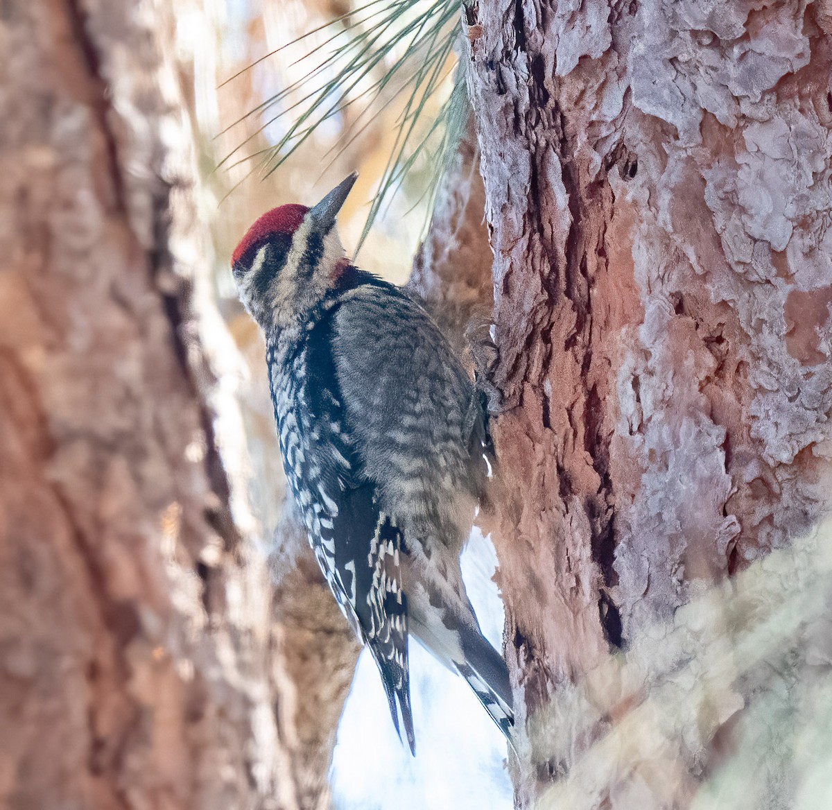 tanımsız Sphyrapicus sp. - ML302773261