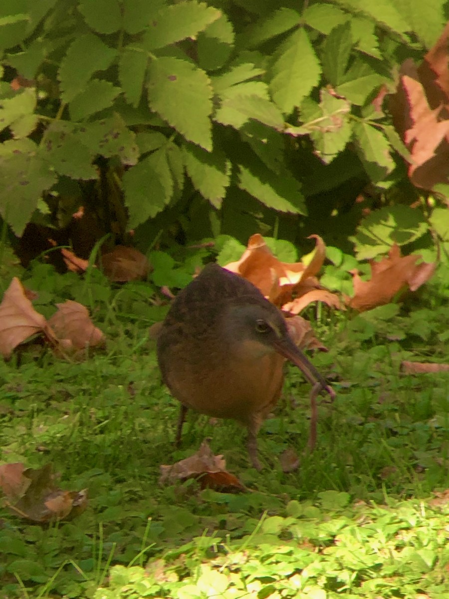 Virginia Rail - ML302776011