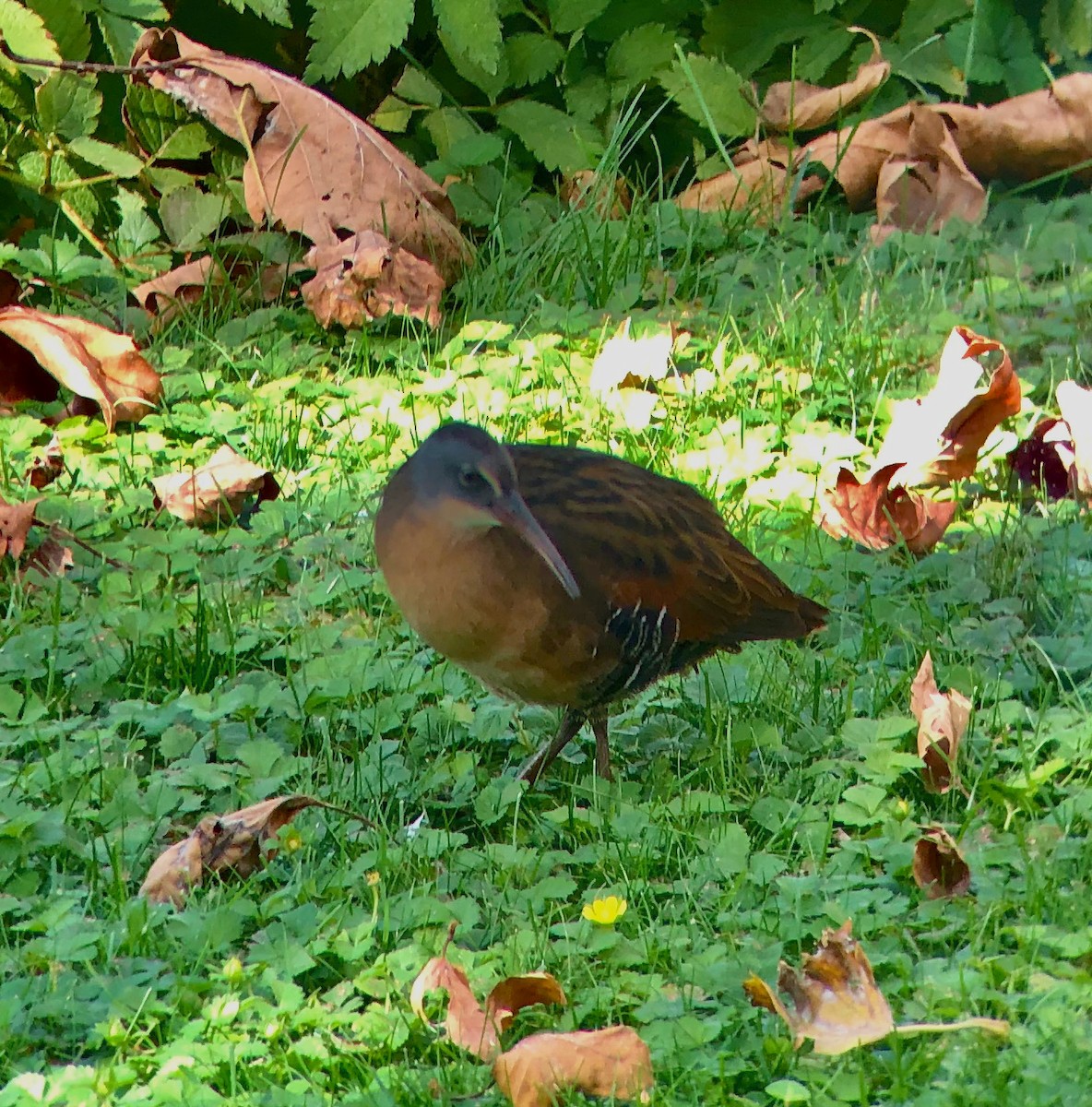 Virginia Rail - ML302776031