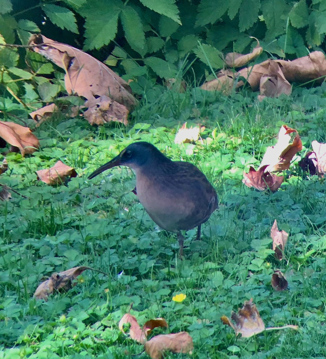 Virginia Rail - ML302776051