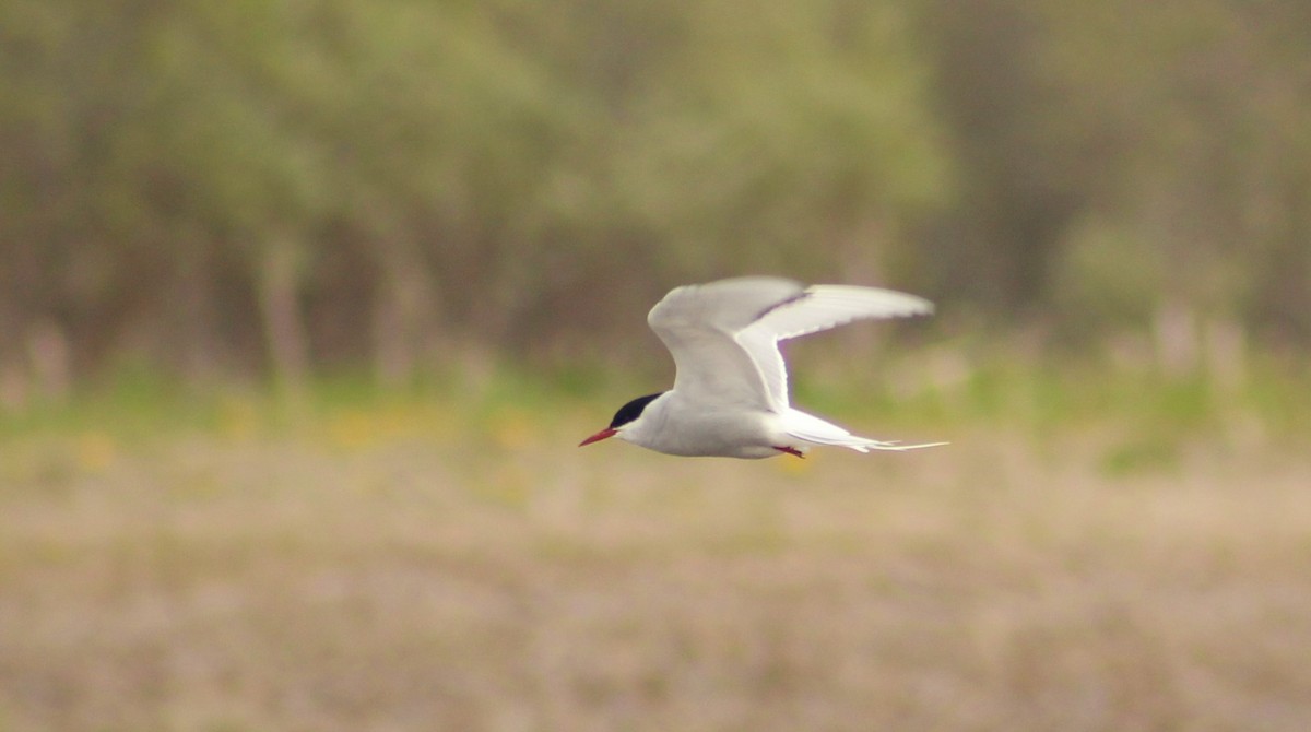 Arctic Tern - ML30277661