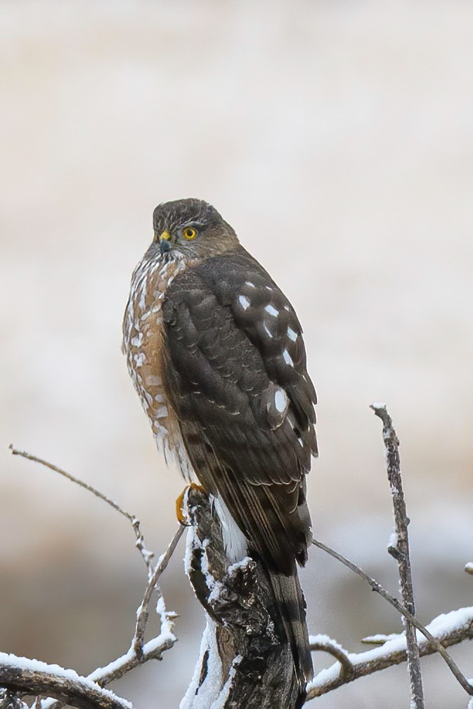 krahujec americký [skupina velox] - ML302779261