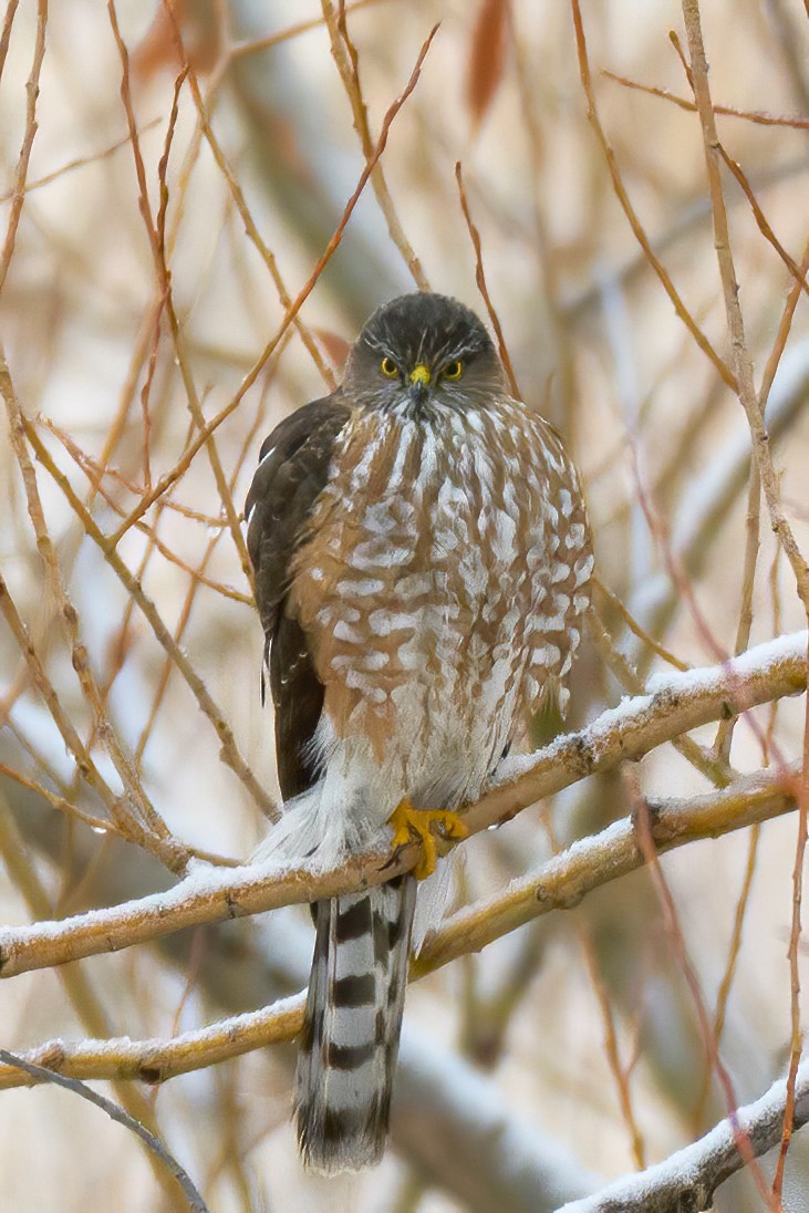 krahujec americký [skupina velox] - ML302779271