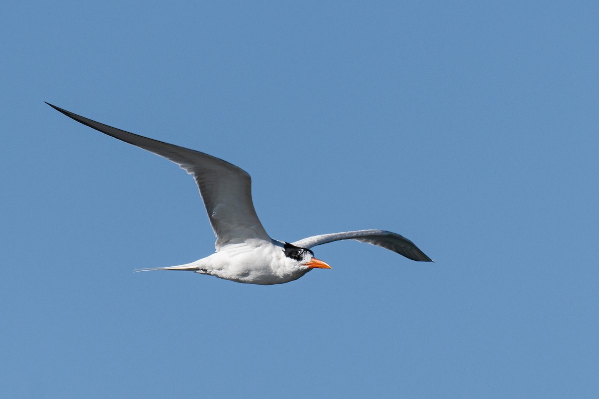 Royal Tern - Forrest English