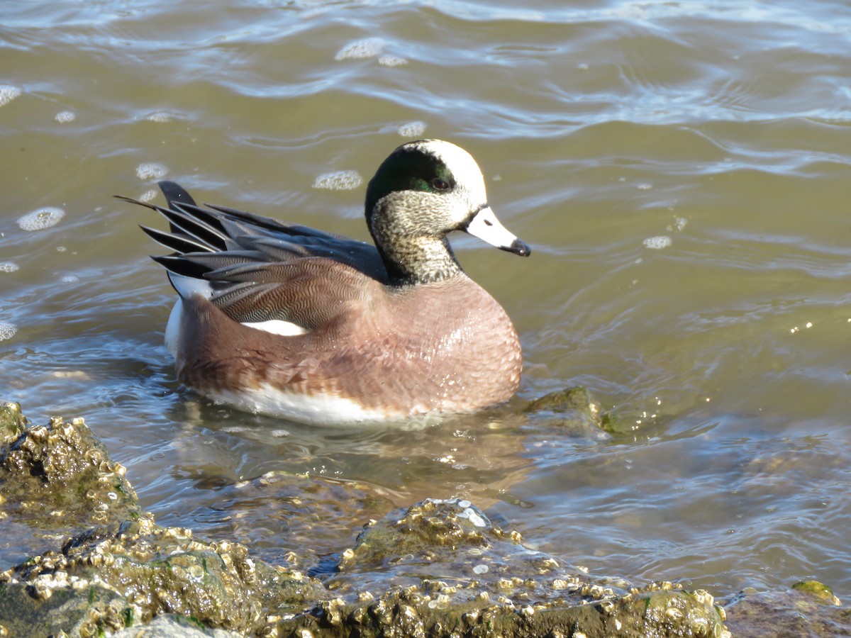 American Wigeon - George Poscover