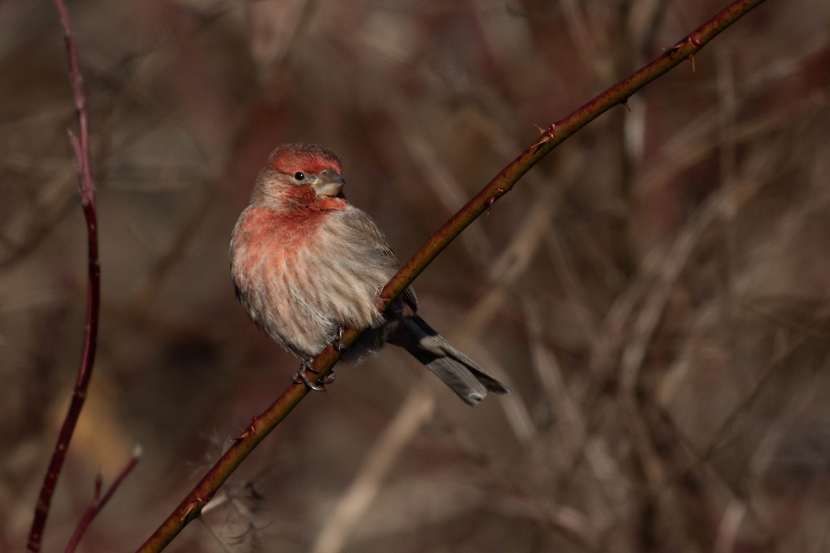 House Finch - ML302782271