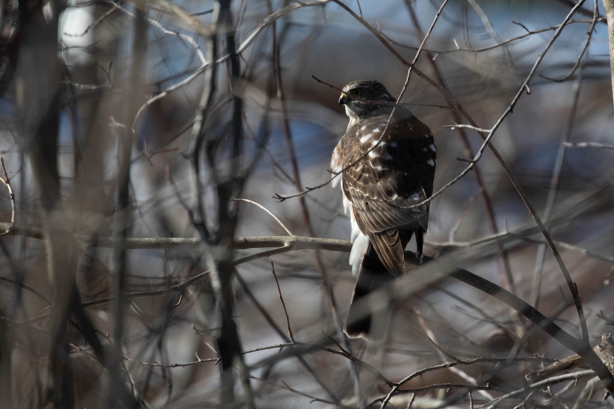 Sharp-shinned Hawk - ML302782481