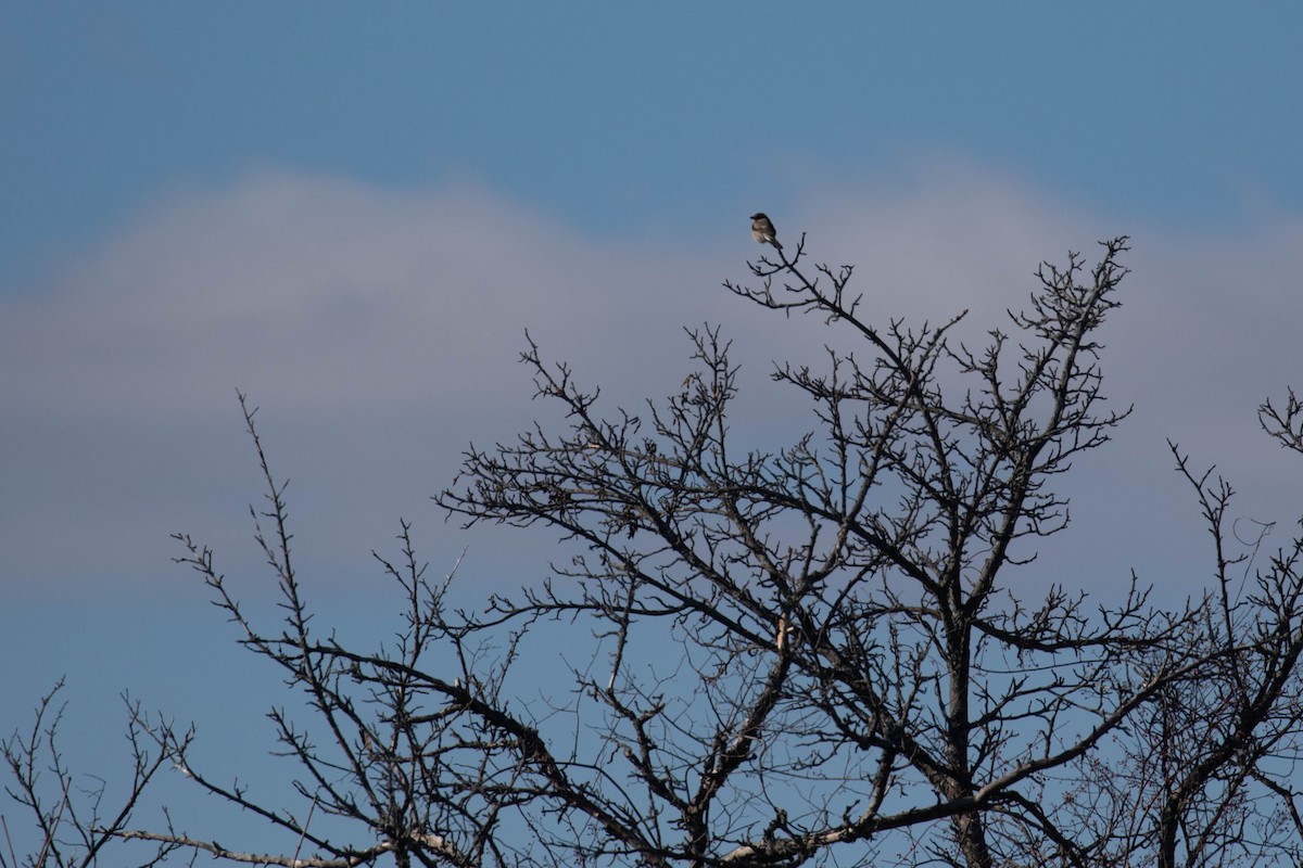 Northern Shrike - ML302782621