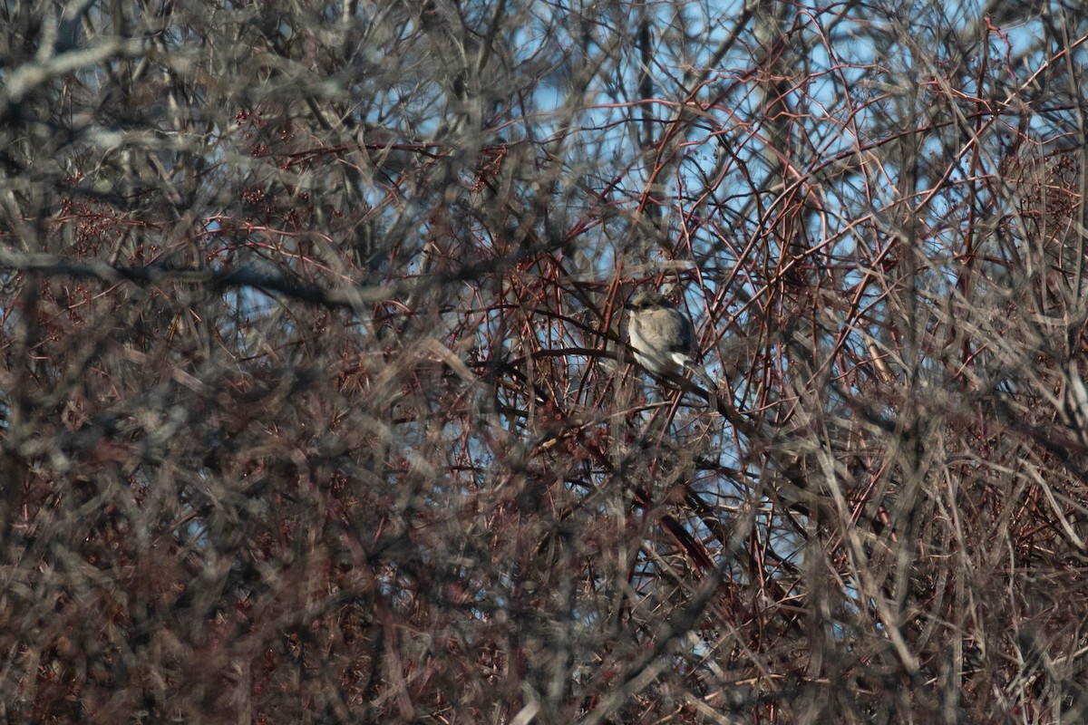 Northern Shrike - ML302782631