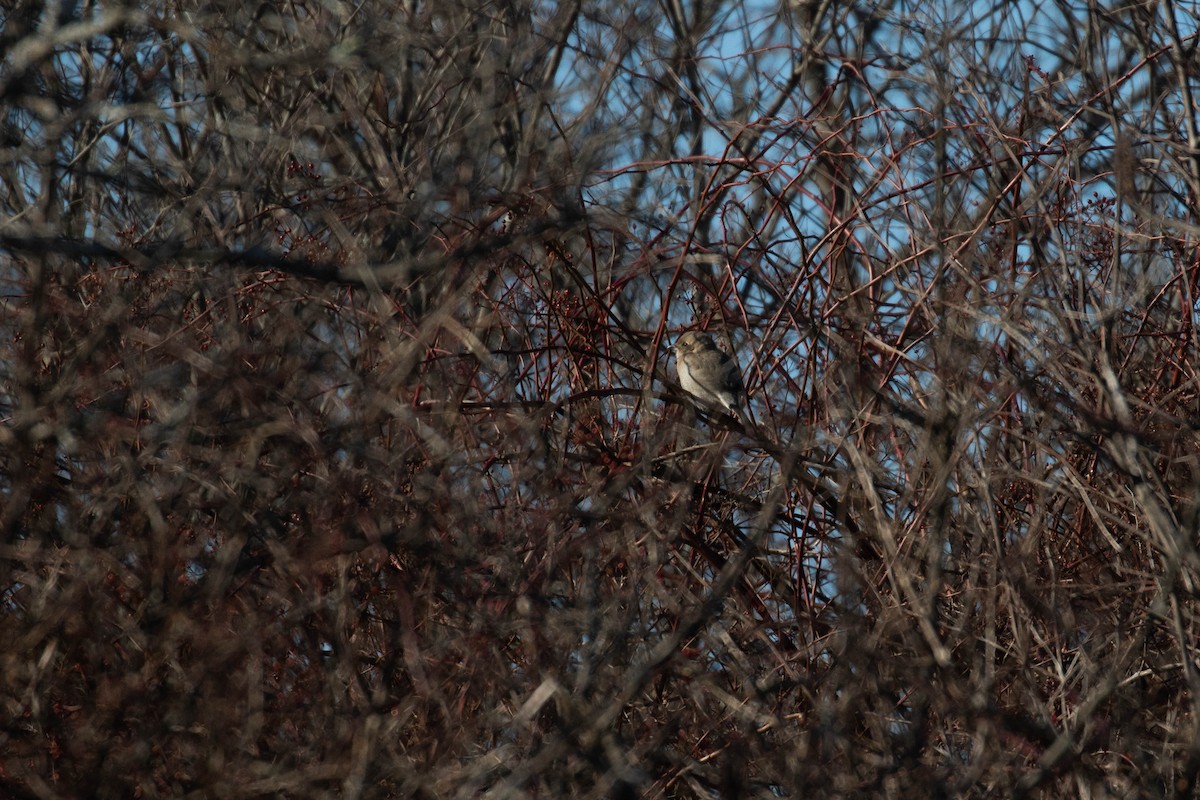 Northern Shrike - ML302782641