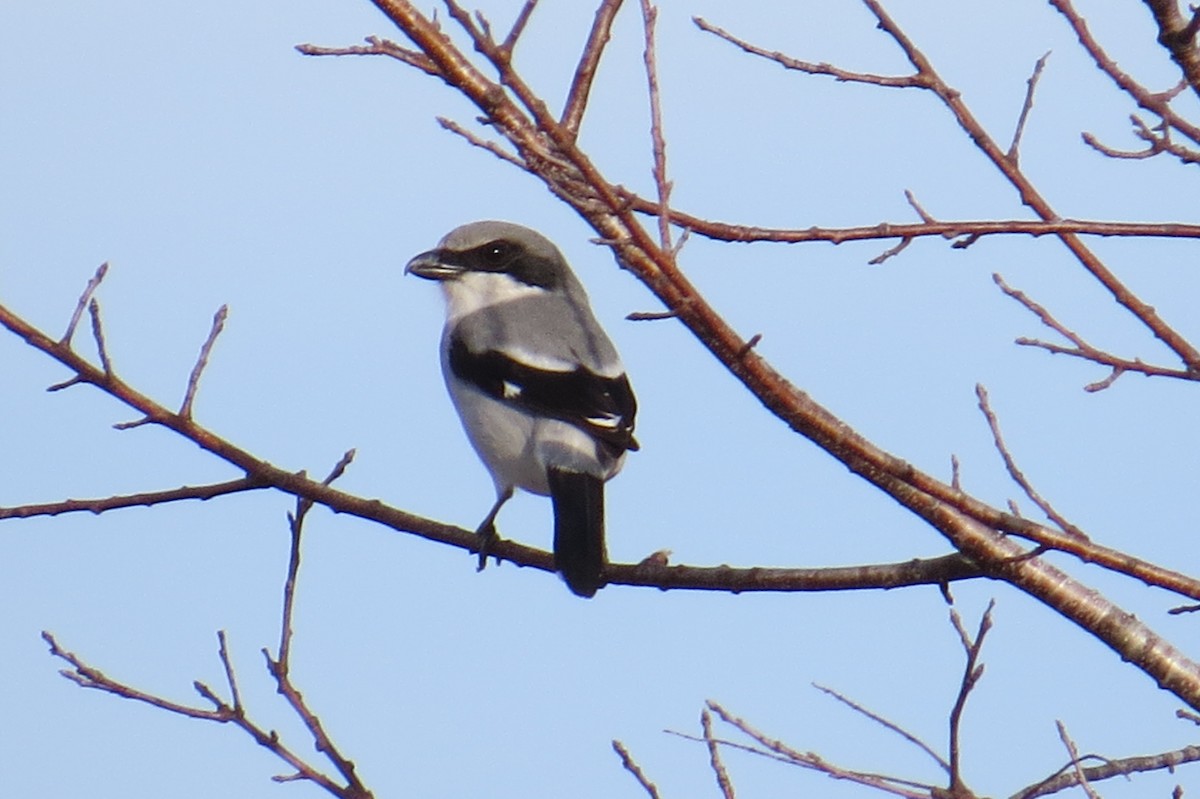 Loggerhead Shrike - David & Jill Kaminski