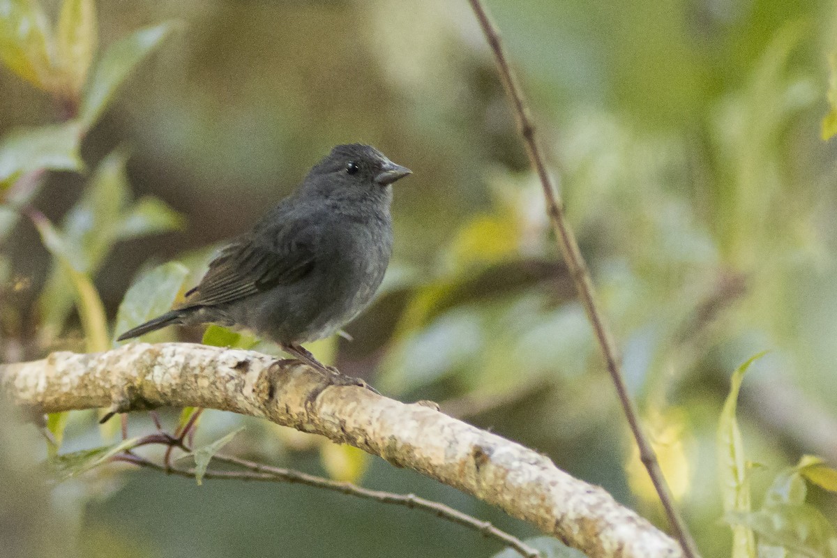 Slaty Finch - Guillermo  Saborío Vega