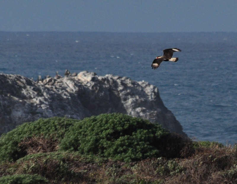 Caracara huppé (cheriway) - ML302784001