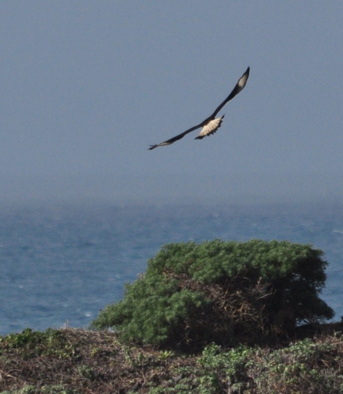 Crested Caracara (Northern) - ML302784011