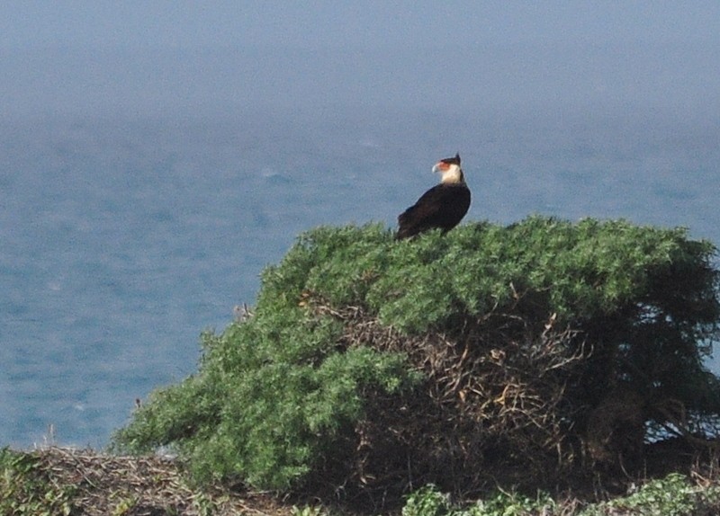 Caracara huppé (cheriway) - ML302784021