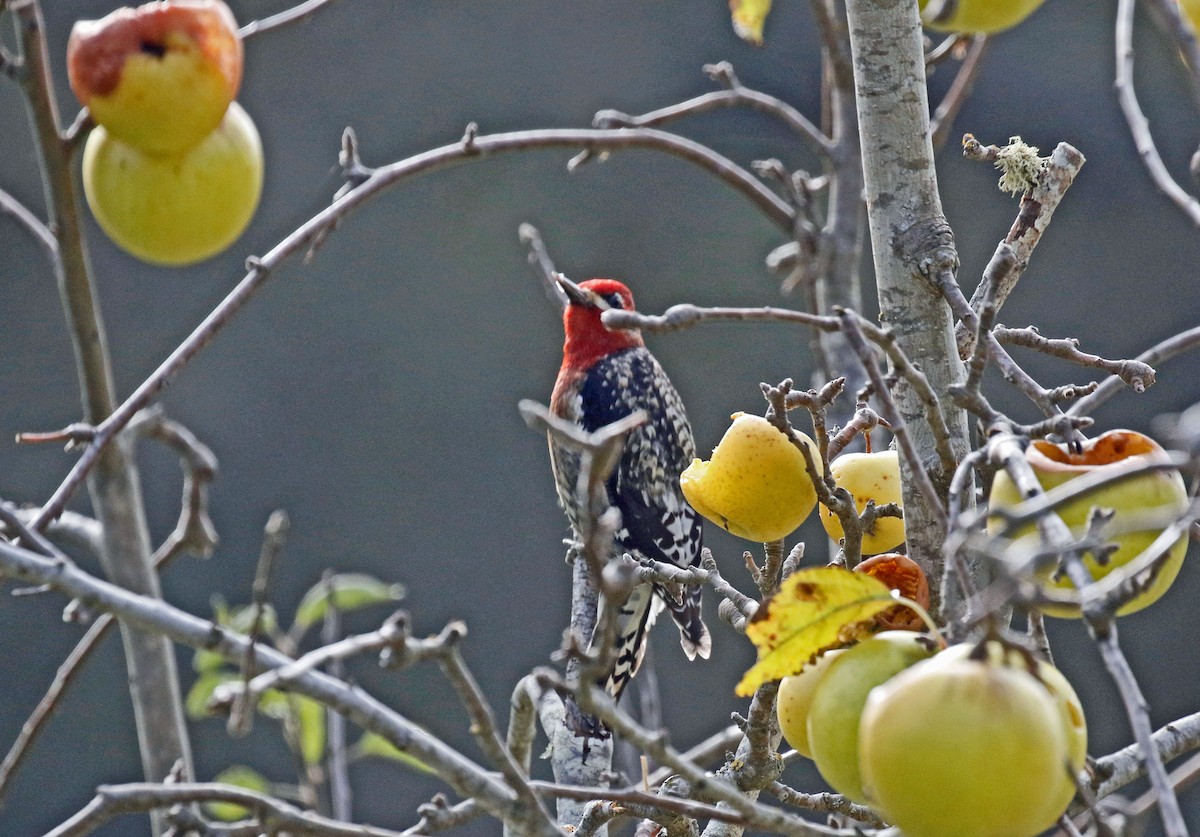 Red-breasted Sapsucker - ML302784031