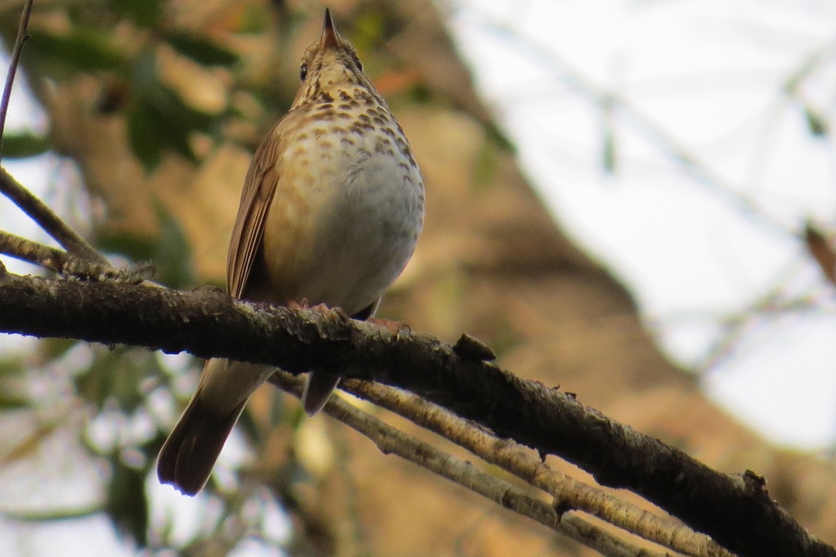 Hermit Thrush - ML302784531