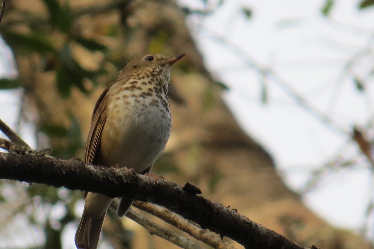 Hermit Thrush - ML302784561