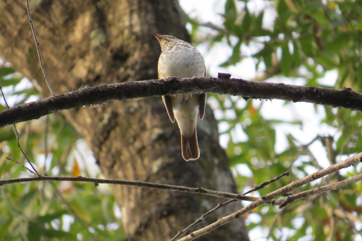 Hermit Thrush - ML302784581