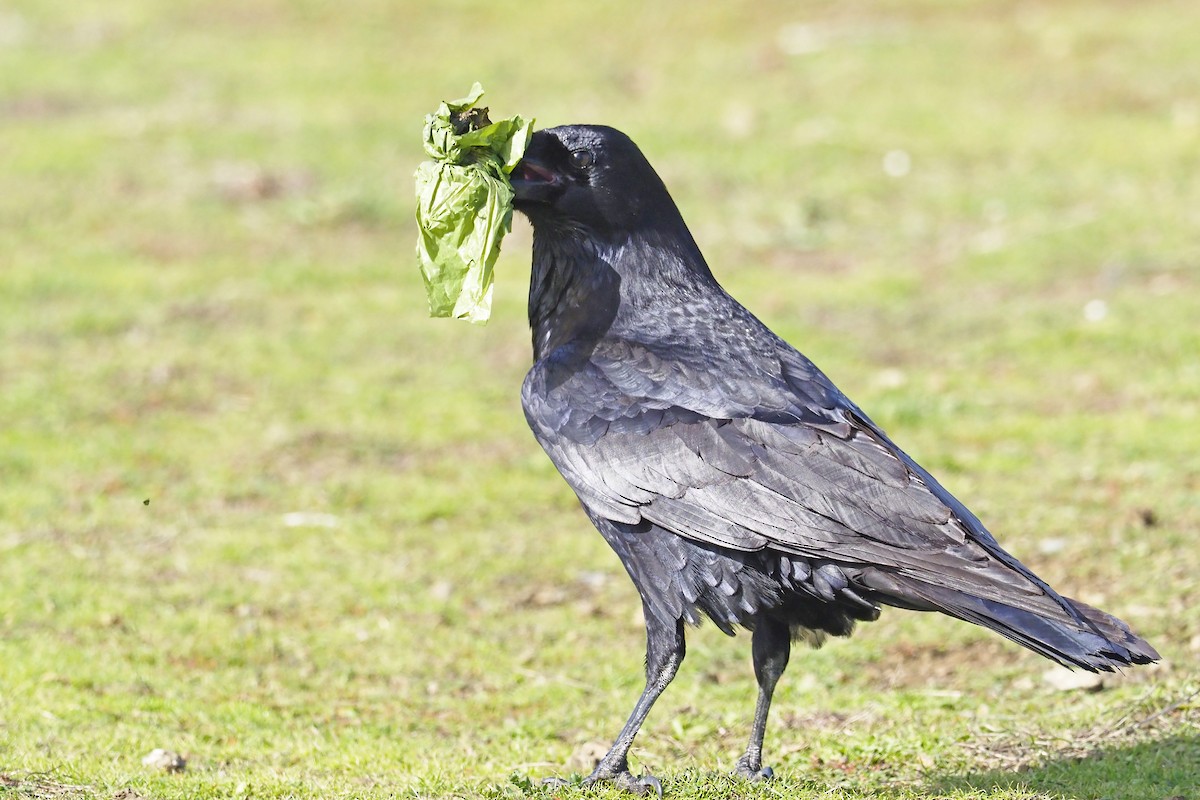 Common Raven - ML302785491