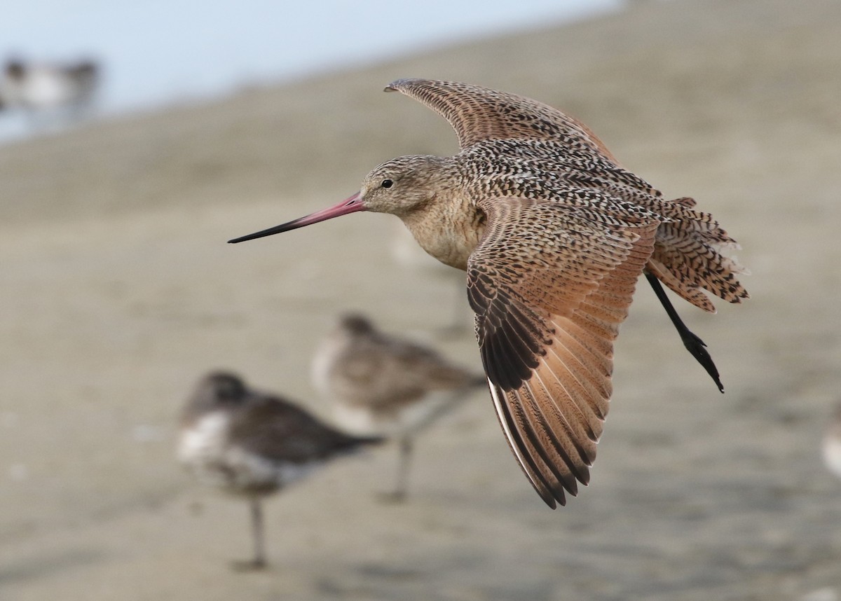 Marbled Godwit - Dean LaTray